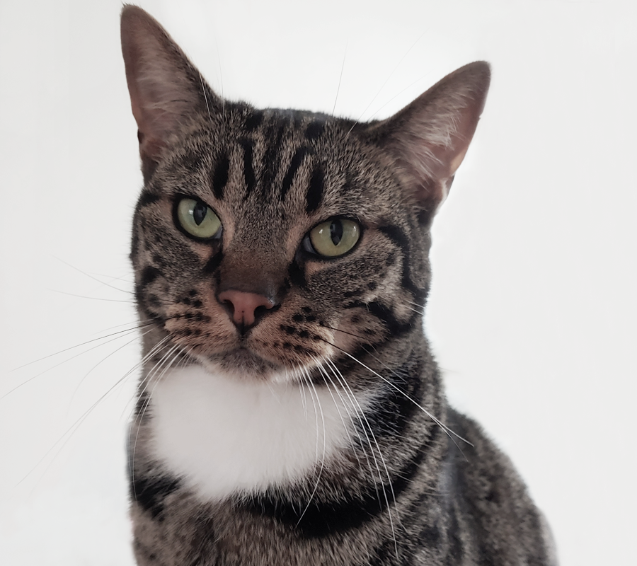 Office cat1