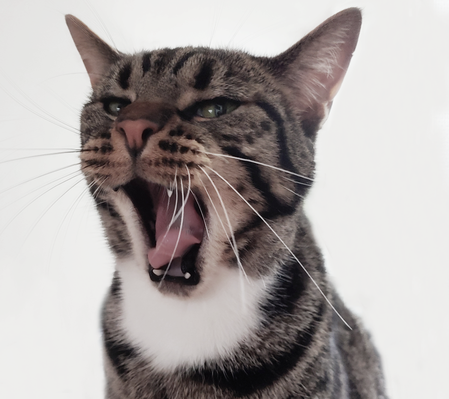 Office cat1