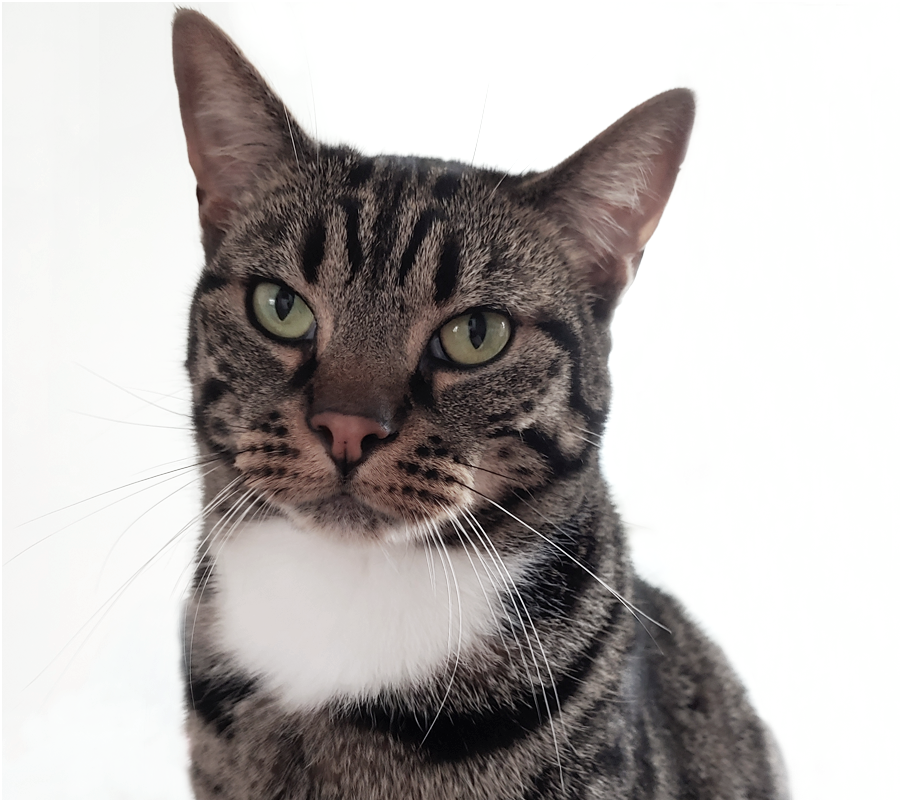 Office cat1