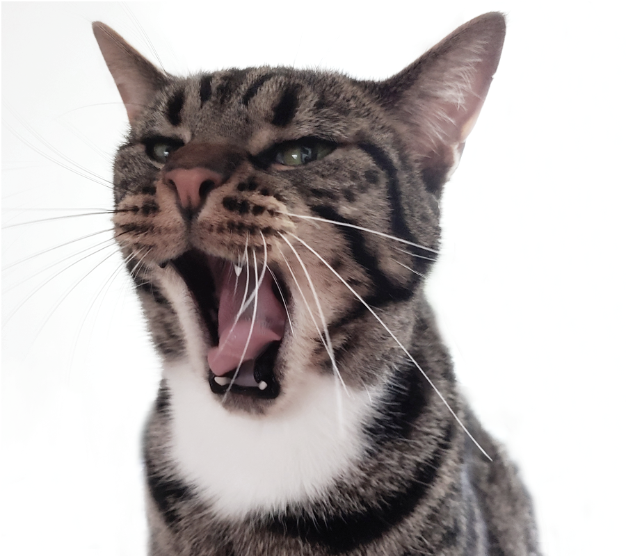 Office cat1